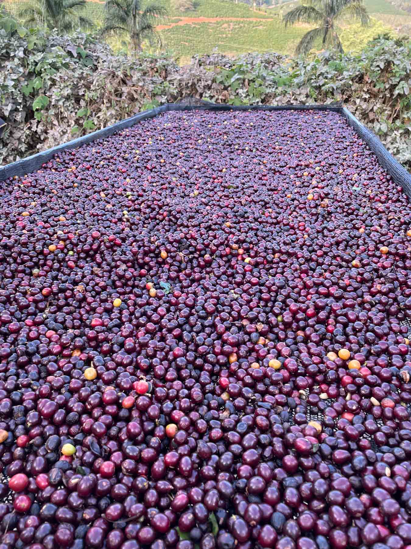 Casa Brasil Coffees, Brazilian beans roasted in Austin